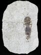 Fossil Wasp - Green River Formation, Wyoming #23303-1
